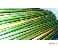 Vendo canne di bambù bambu con diametro da 1 a 10 cm.