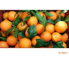 Arance tarocco di Sicilia da spremuta